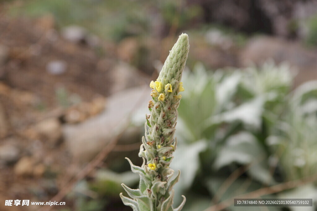 绿色植物上的黄色小昆虫