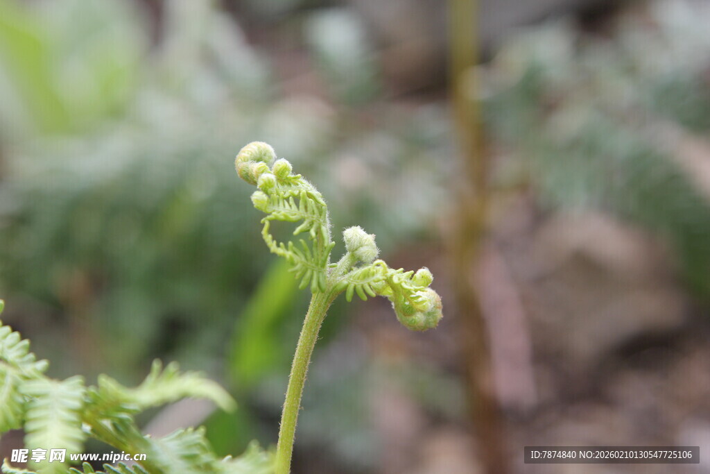 卷曲的嫩绿蕨类植物
