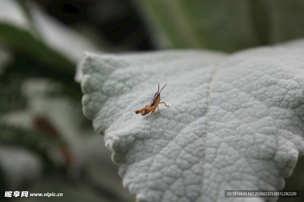 叶片上的小昆虫