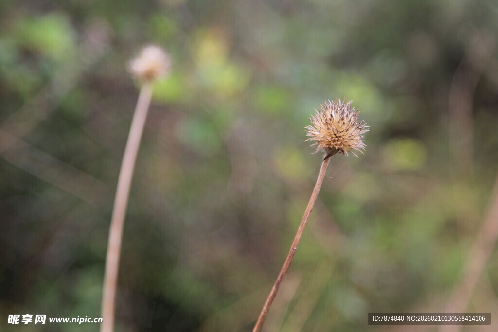 两株干枯小花特写