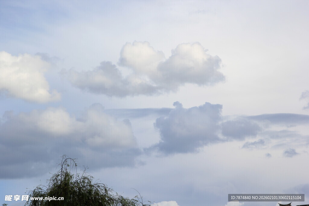 蓝天白云下的树梢美景
