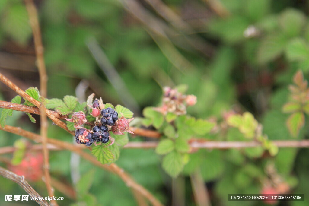 枝头的多彩浆果