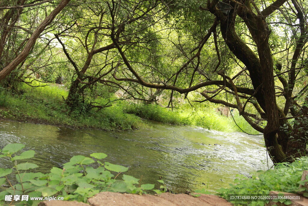 林间溪流 绿意盎然的自然景