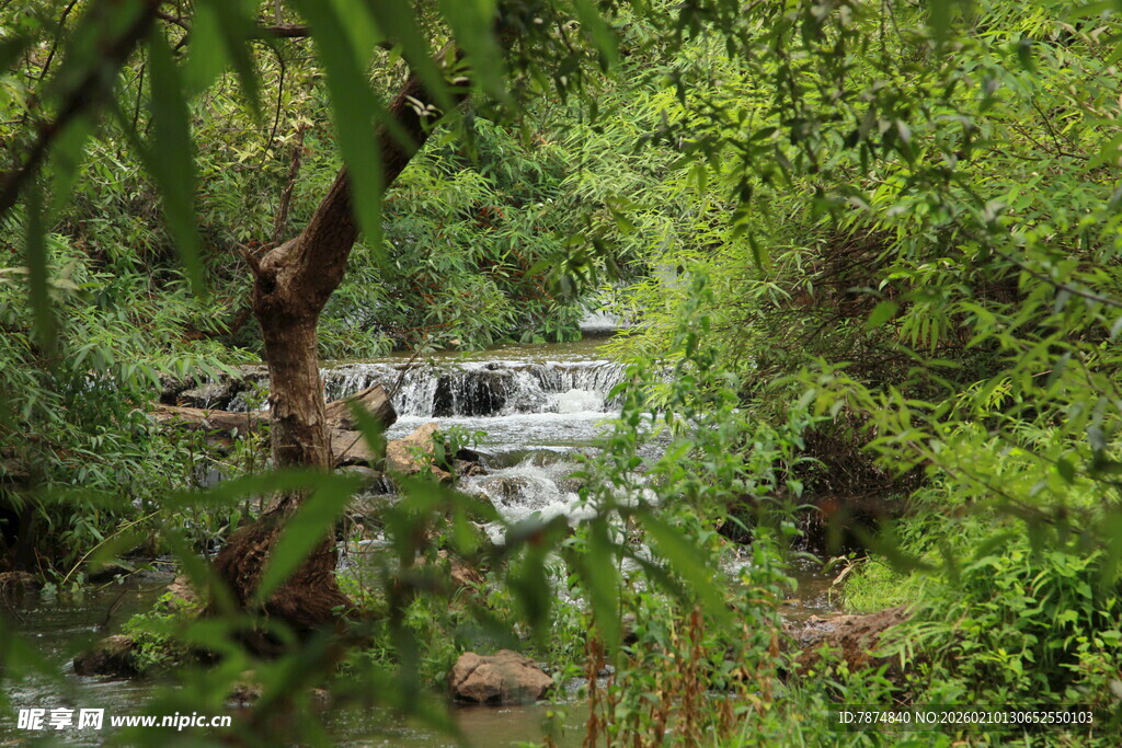 林间溪流 自然清新景致