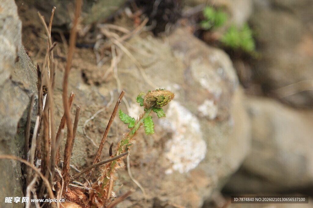 岩石缝隙中的绿色植物