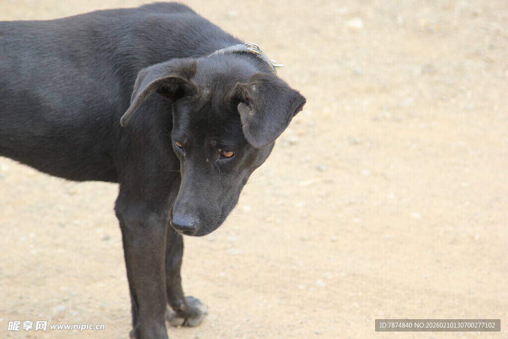 低头的黑色大狗