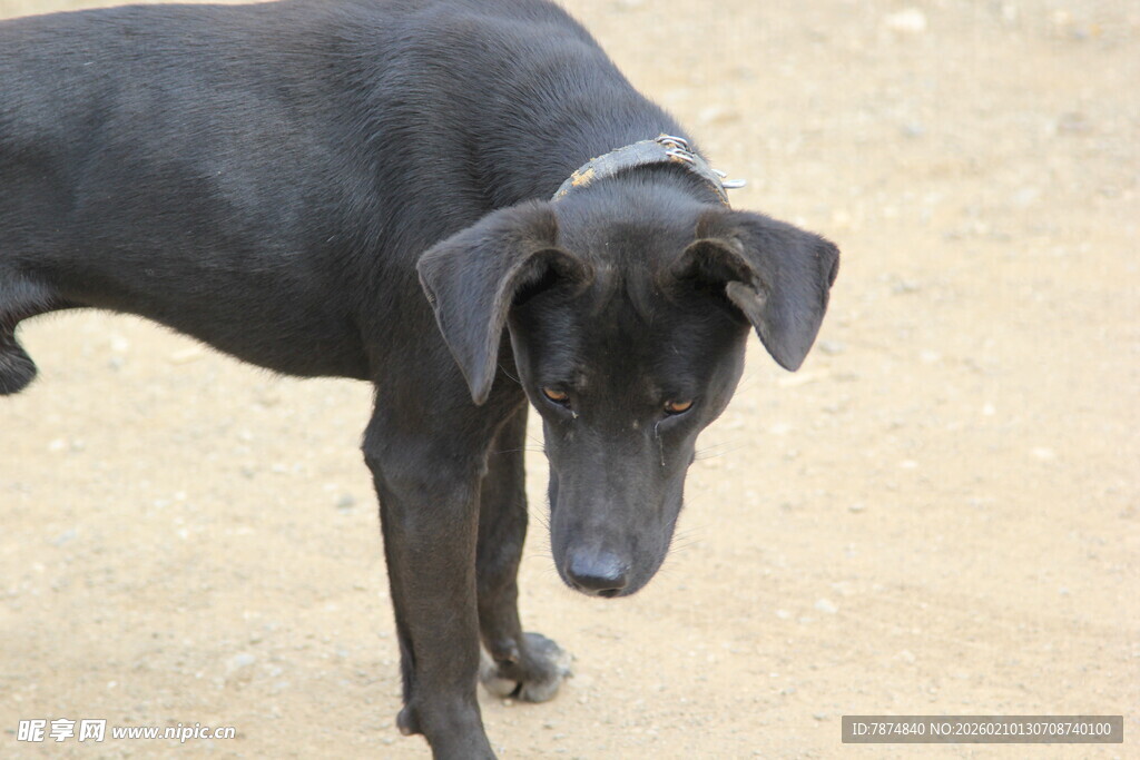 低头的黑犬