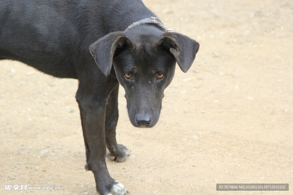 黑犬站立于沙土之上