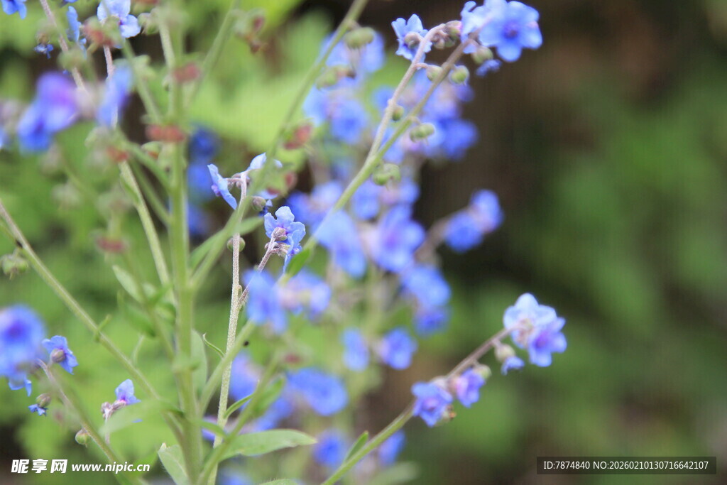 蓝色小花绽放于绿意间