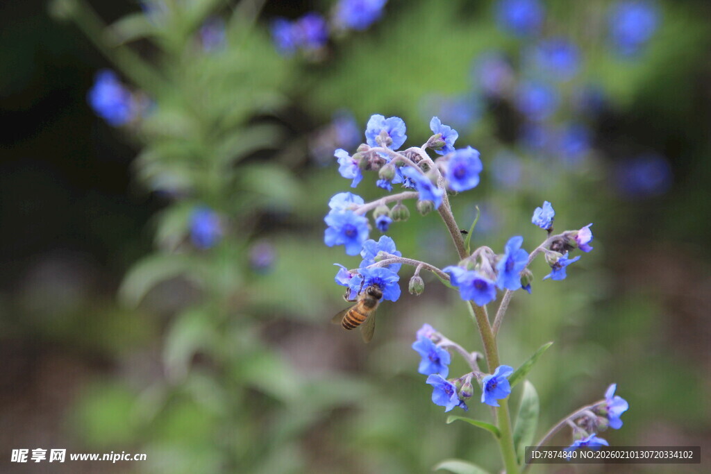 蓝花绽放的自然景致