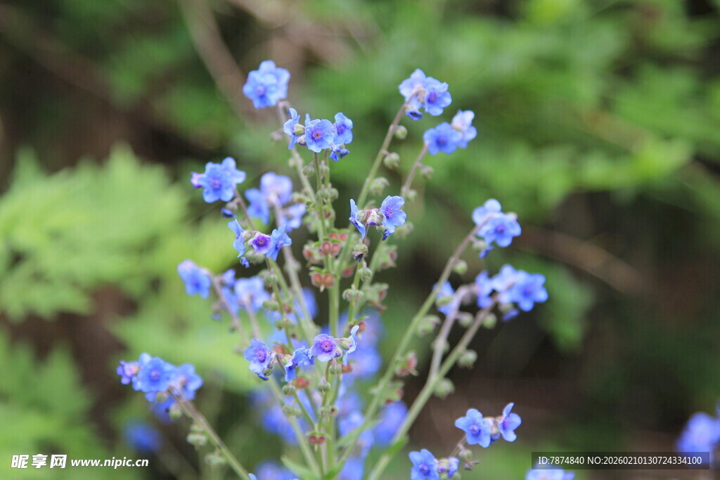 蓝花绽放于绿意间