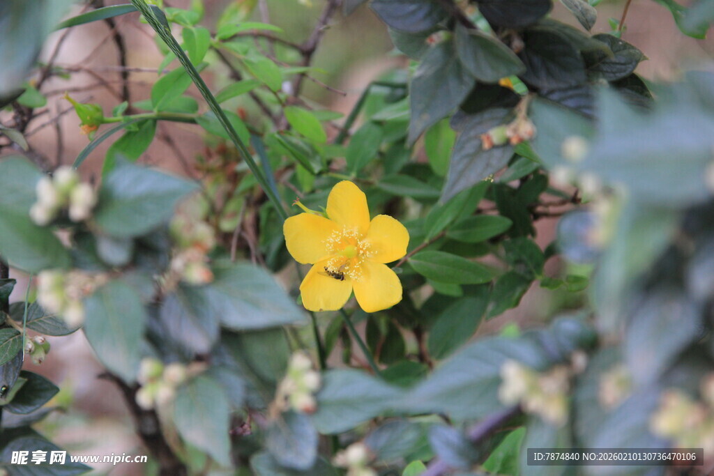 黄色小花绽放绿叶间
