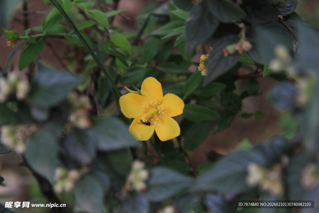 黄色小花绽放于绿叶间