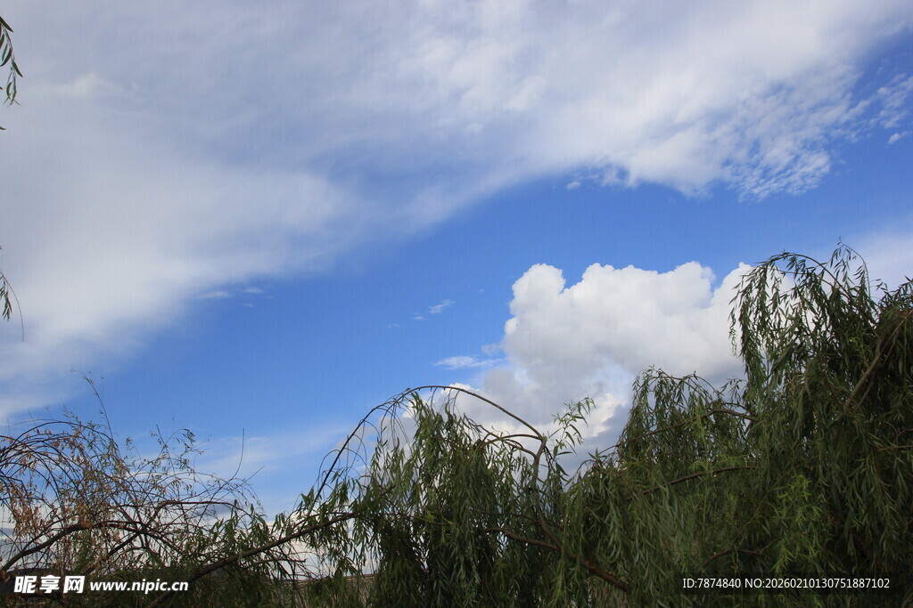 蓝天白云下的葱郁绿植