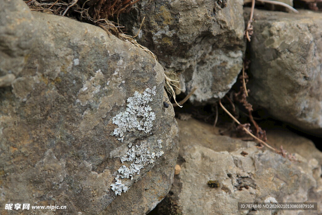 岩石上的白色苔藓景观