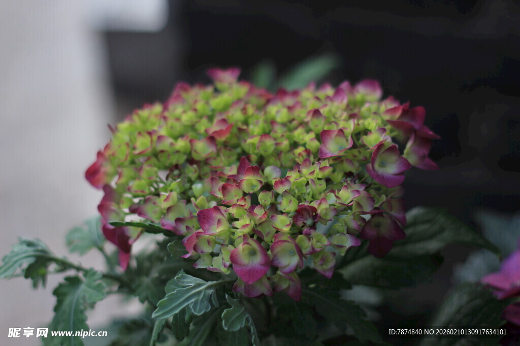 心形多彩绣球花绽放