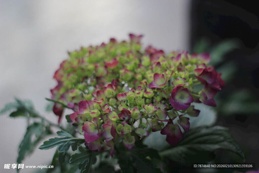 多彩绣球花绽放