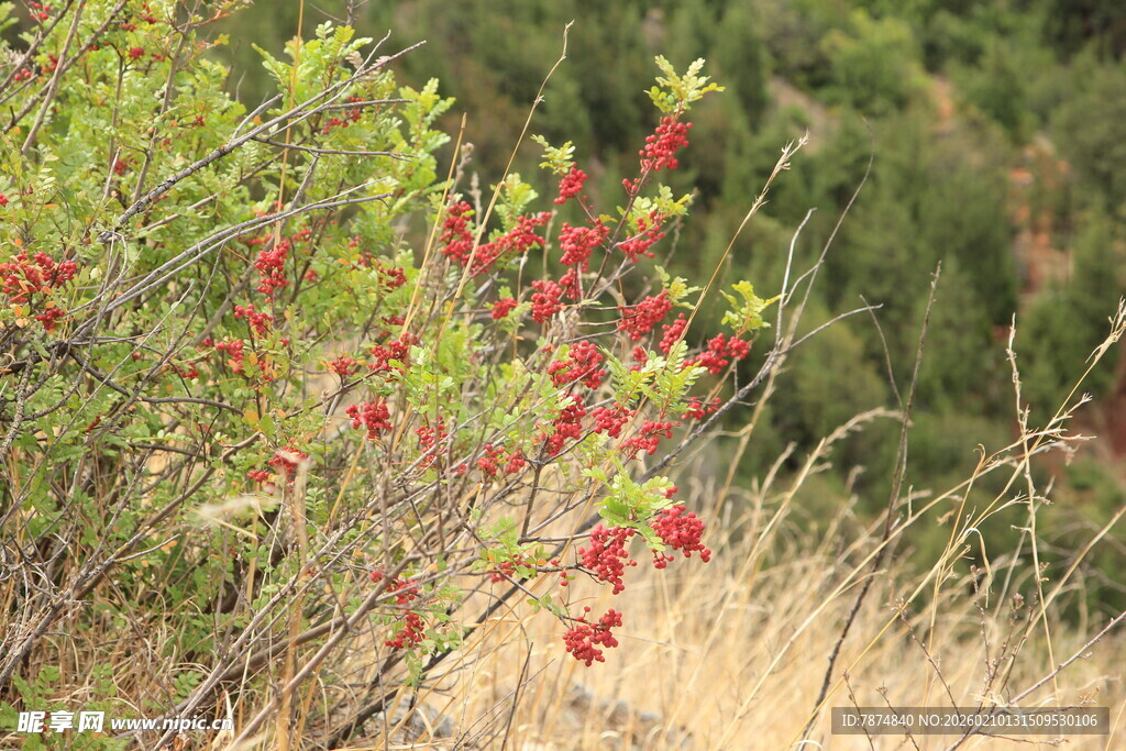 枝头红果伴绿叶