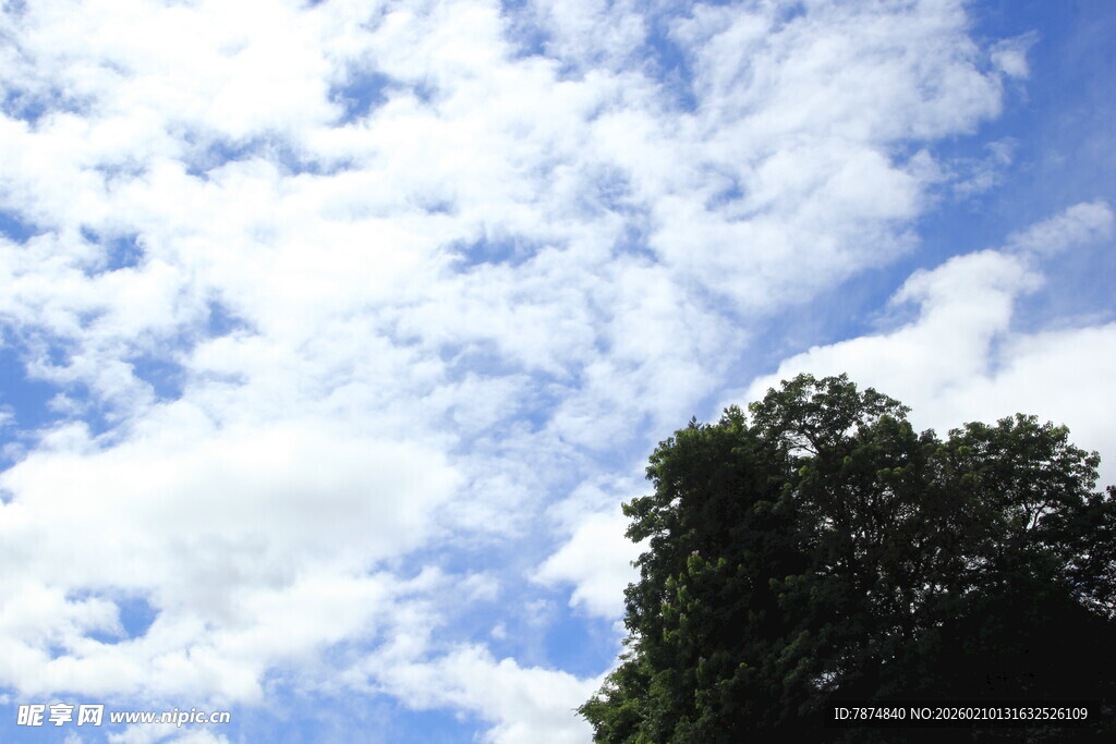 蓝天白云下的葱郁树木