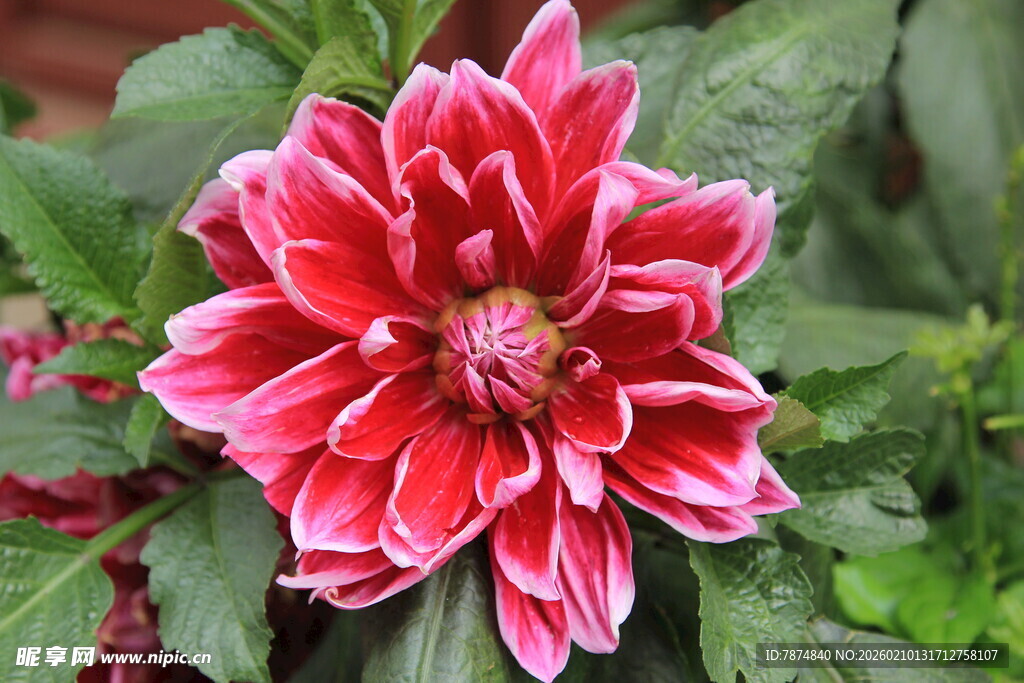 娇艳大丽花绽放