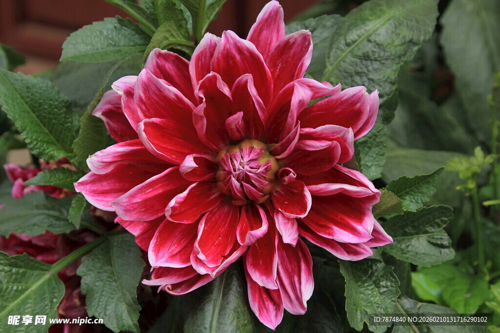 娇艳粉白大丽花绽放