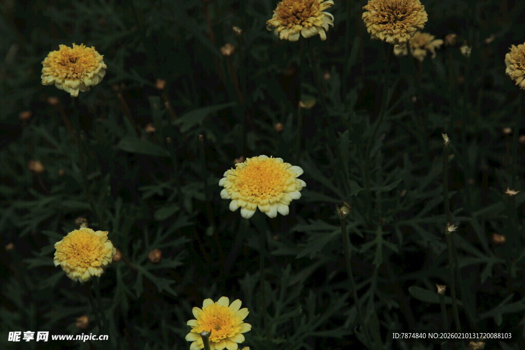 黄色小花绽放于绿叶间