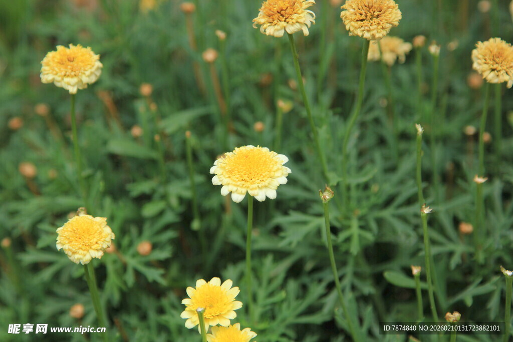 黄色小花绽放于绿叶间