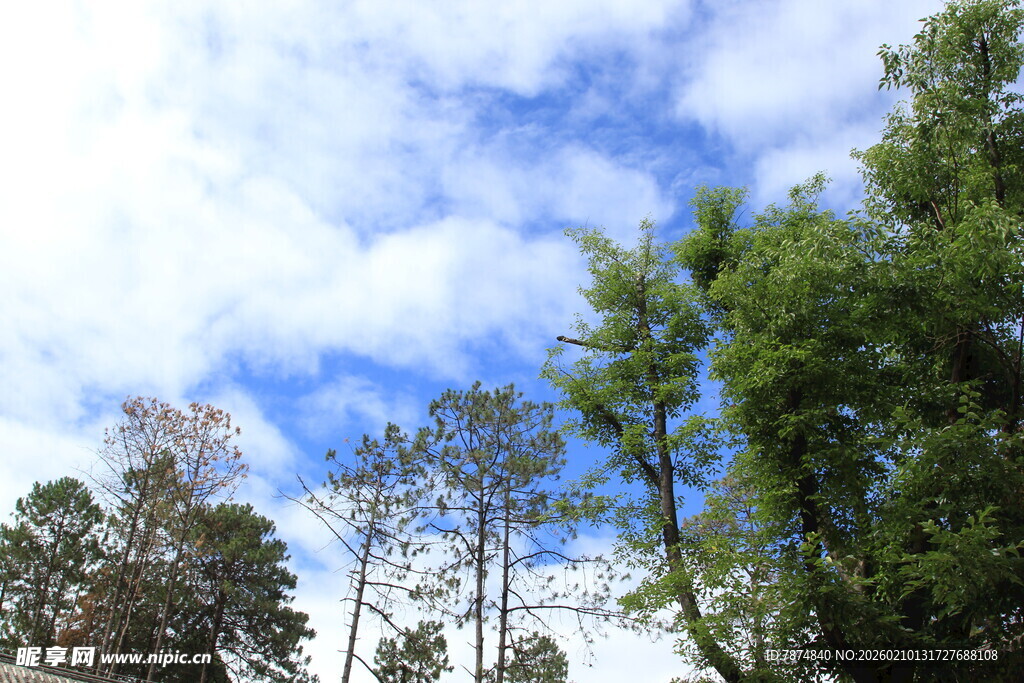 蓝天白云下的葱郁树林