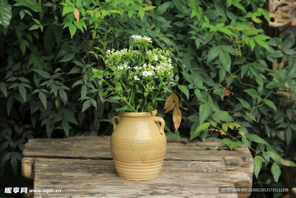木桌上陶罐中的清新绿植