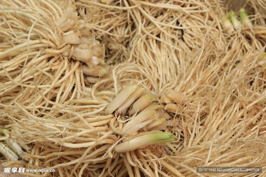 干枯植物中的新生嫩芽