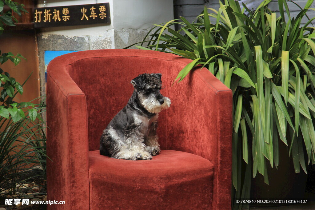 红色座椅上的可爱雪纳瑞