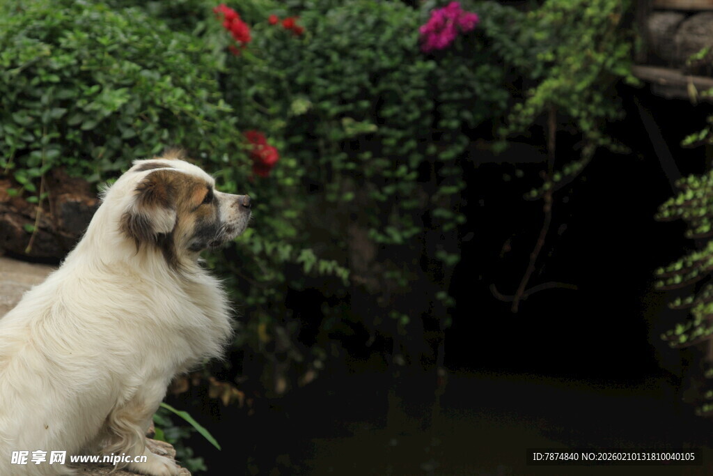 小狗于花丛边的悠然瞬间