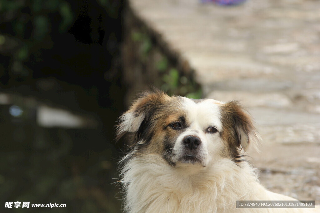 可爱小狗户外神情专注