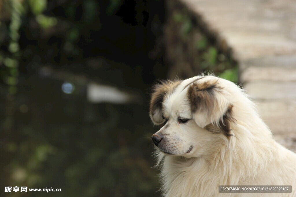 河边的白毛小狗