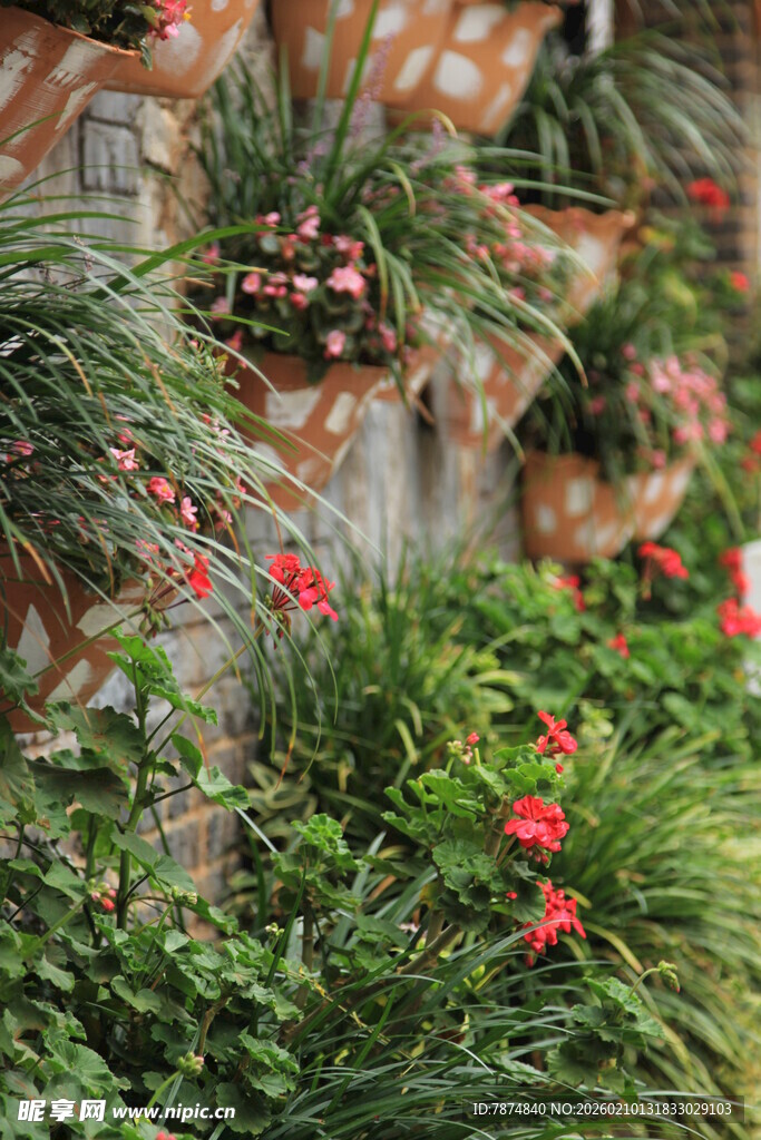 庭院中繁茂的绿植与花卉