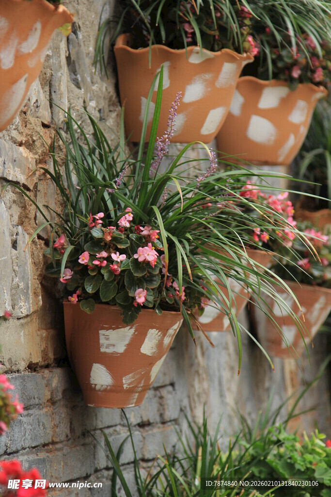 墙上陶盆绿植绽放生机