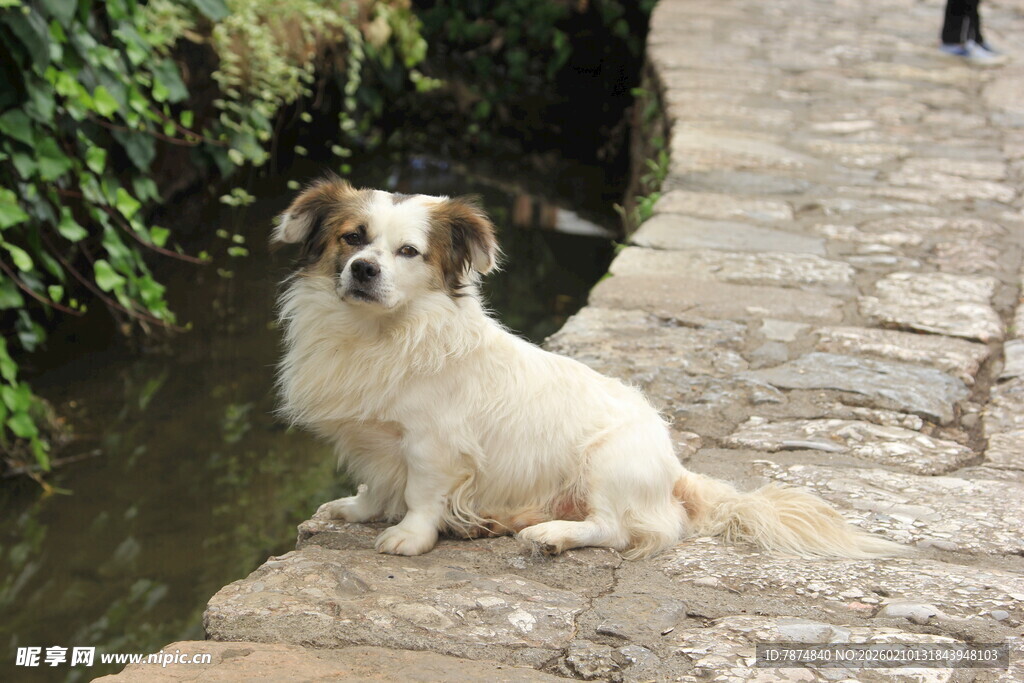 溪边萌犬惬意休憩