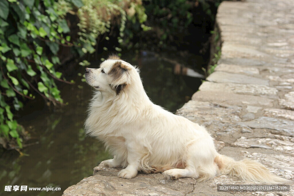 溪边白狗眺望绿意景色