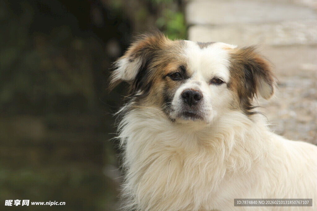 可爱长毛小狗专注凝视