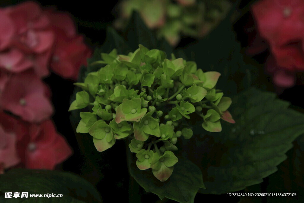 翠绿绣球花绽放