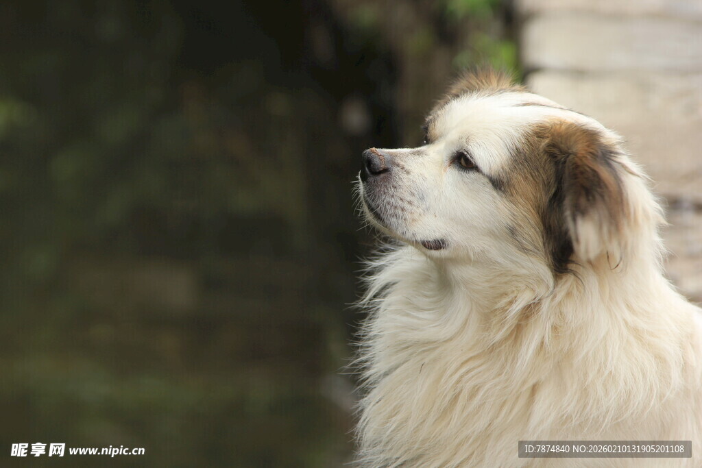 可爱长毛犬仰头凝望