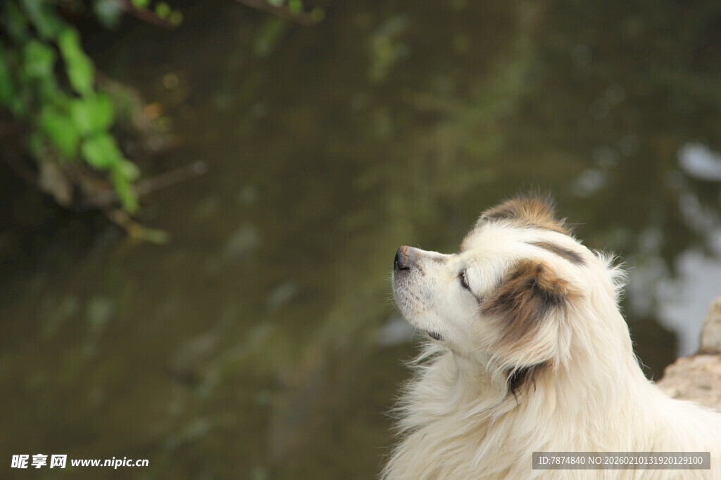 水边仰望的可爱狗狗