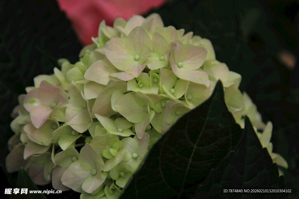 淡绿色绣球花特写