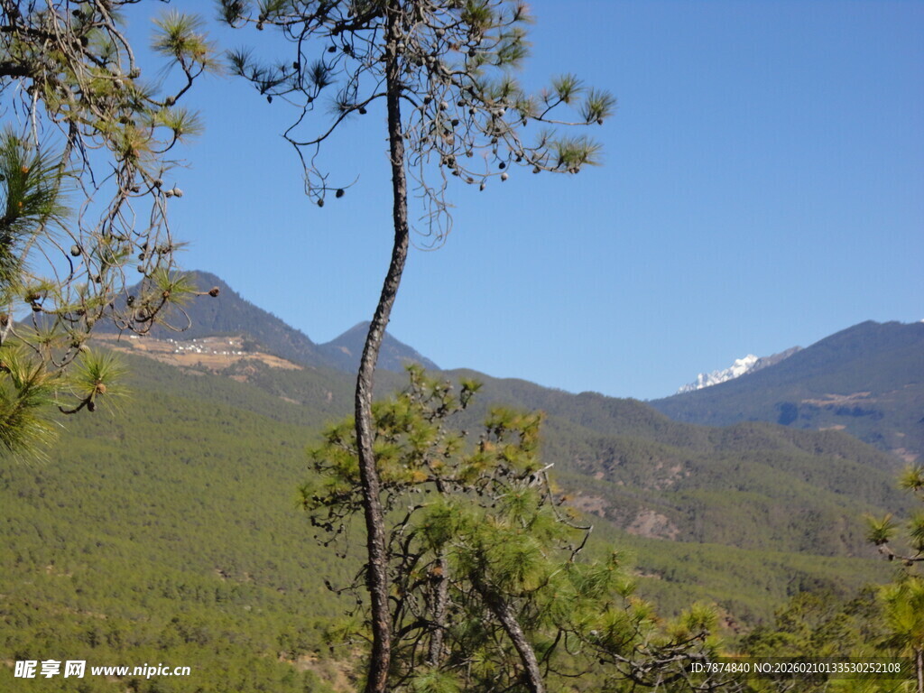 山间松景 远眺青山绿意