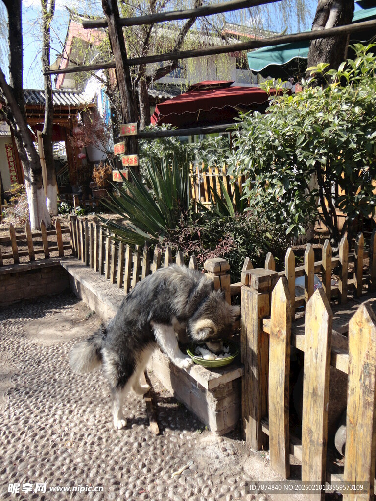 小路上的可爱狗狗