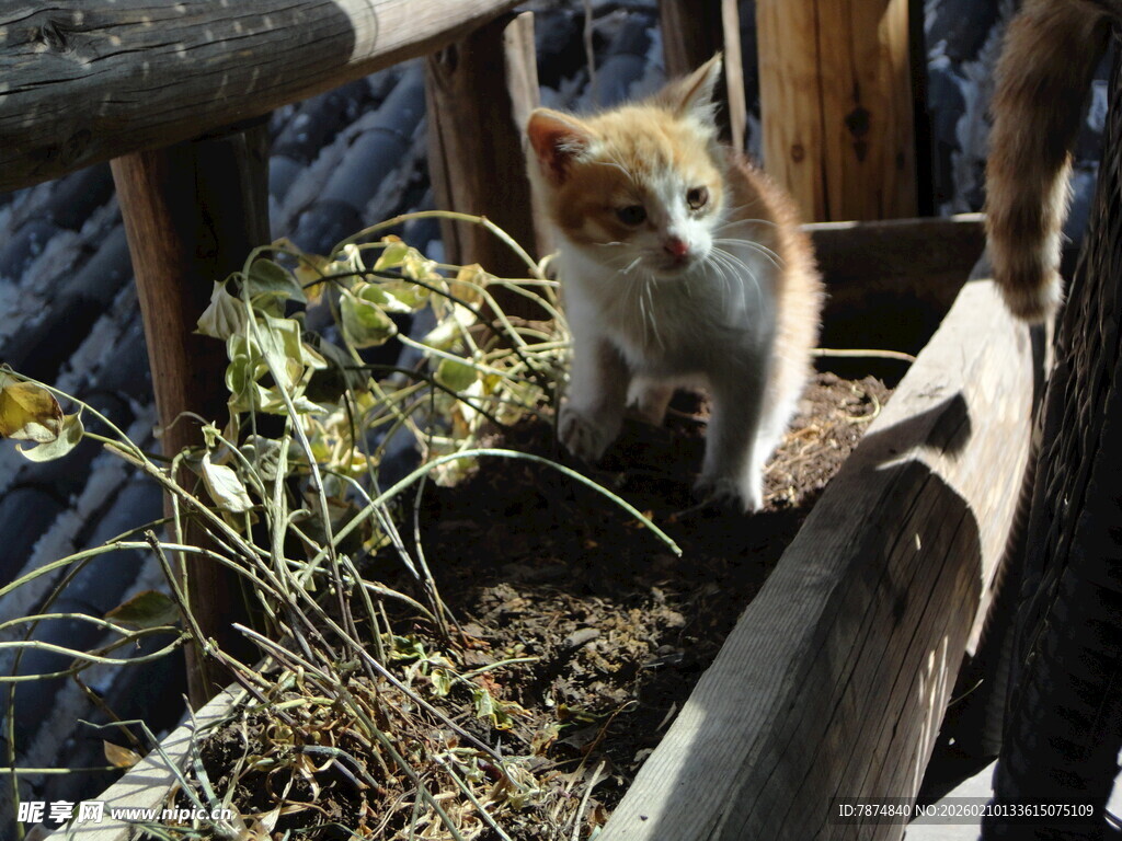 木槽中的可爱猫咪