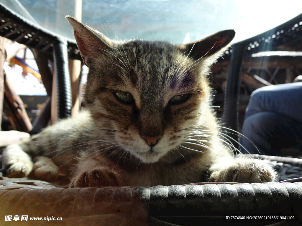 慵懒猫咪惬意躺卧