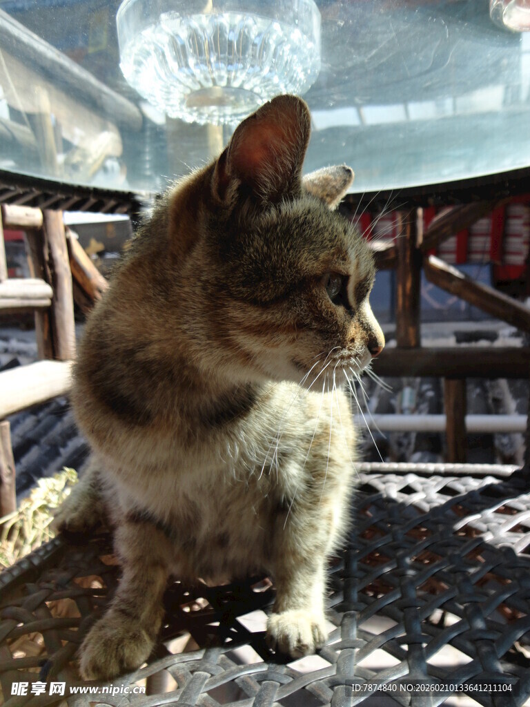 窗边猫咪的悠闲时刻