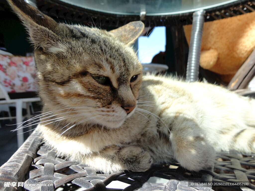 慵懒猫咪惬意躺卧