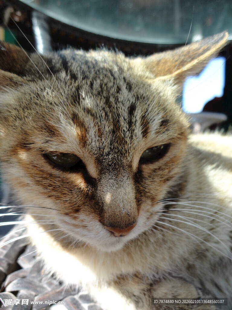 慵懒猫咪惬意休憩